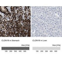 Claudin-18 Antibody, Novus Biologicals:Antibodies:Primary Antibodies